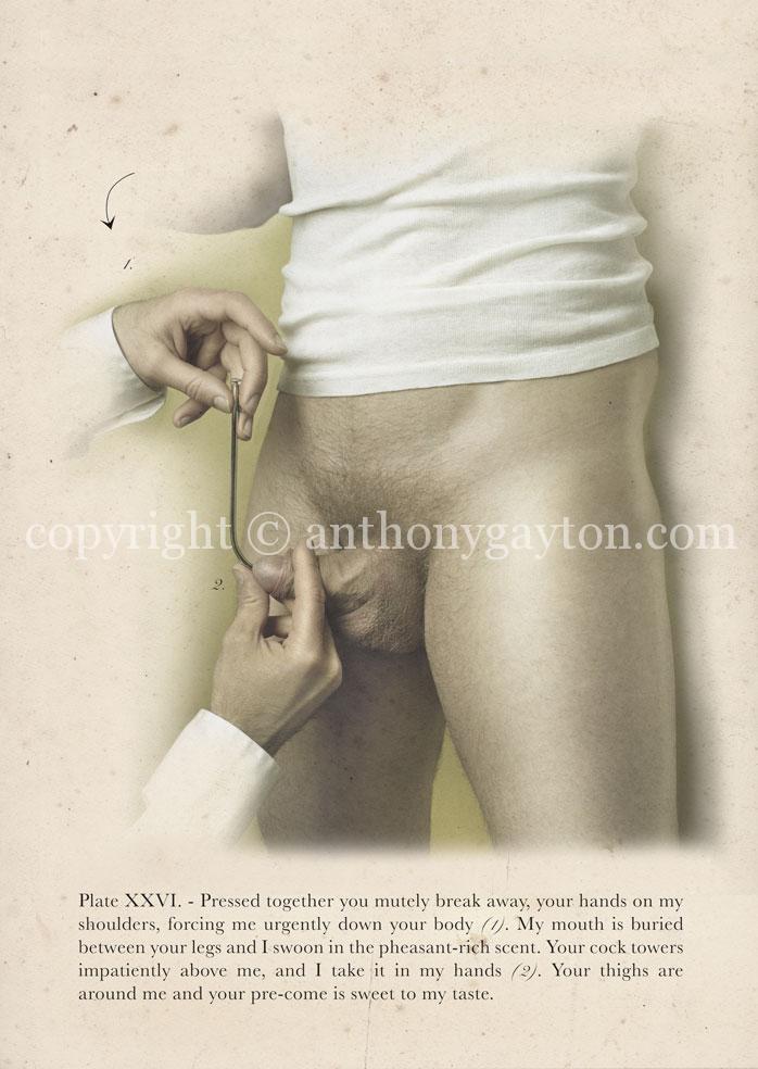 3_Anatomy_Copyright_Anthony_Gayton